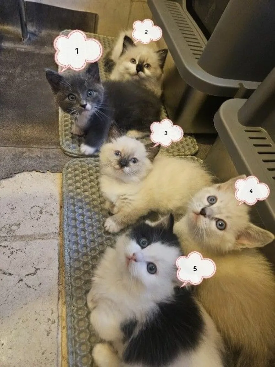 Ragdoll Mix Kittens - Image 3