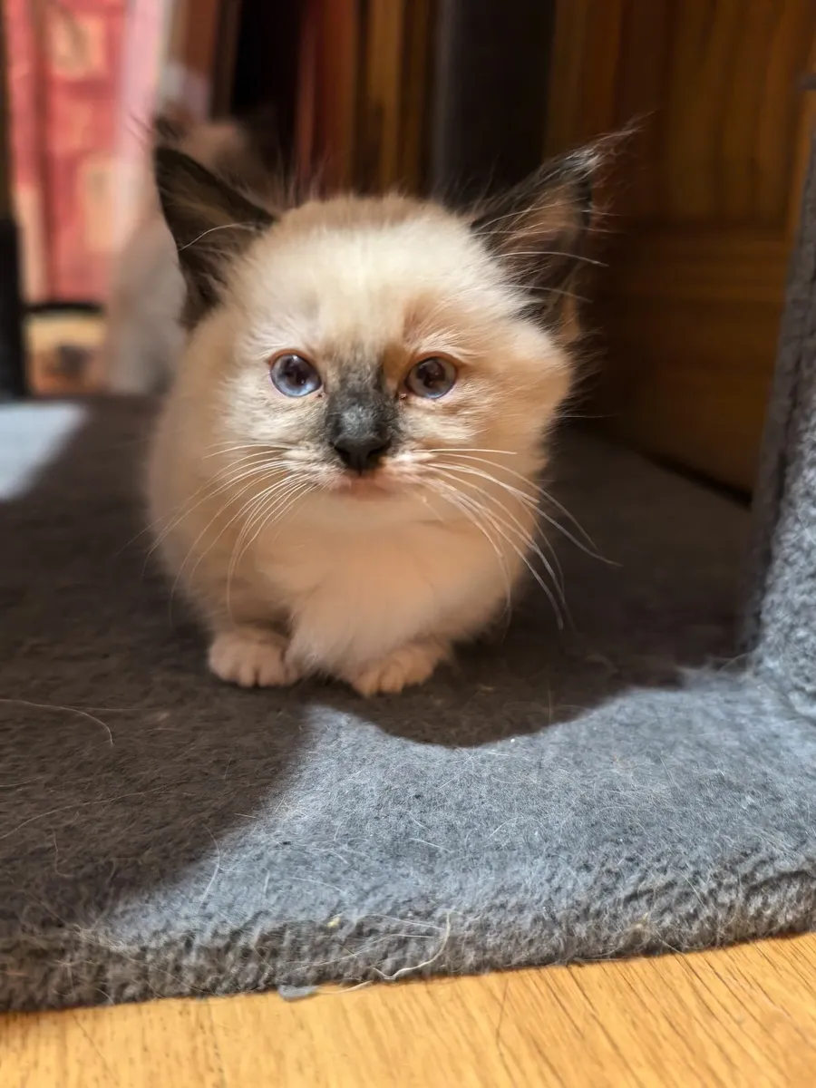 Ragdoll Mix Kittens - Image 4