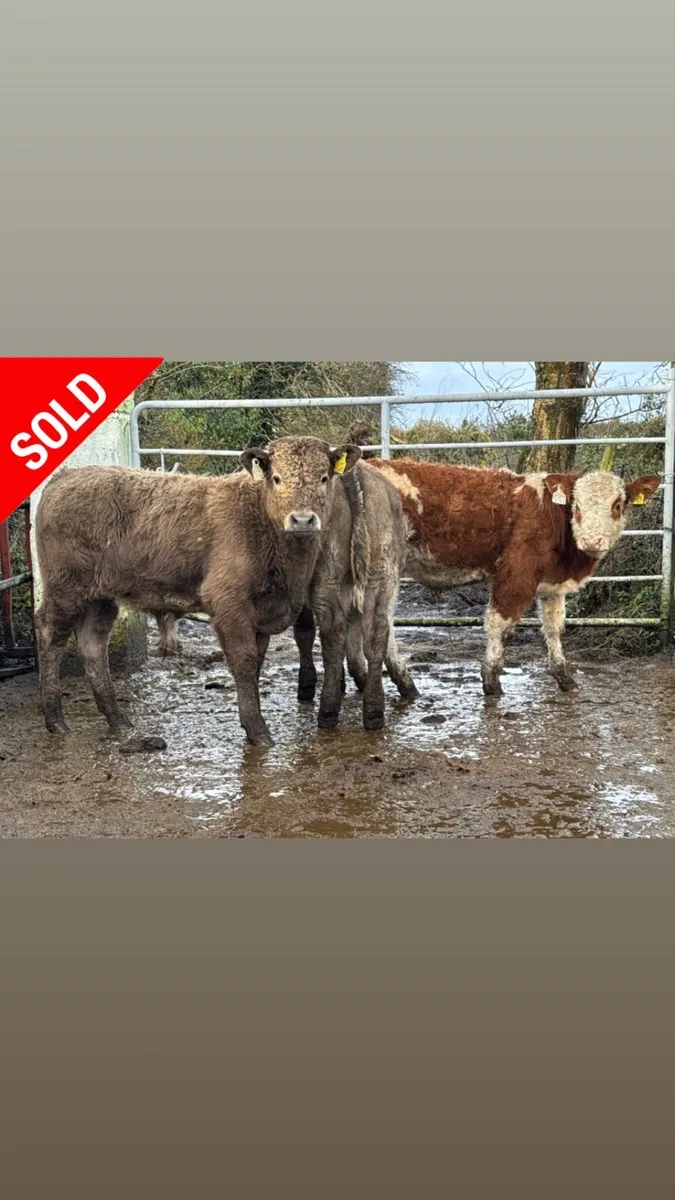 ⭐️3 Lovely Charlois bull weanlings⭐️ - Image 1