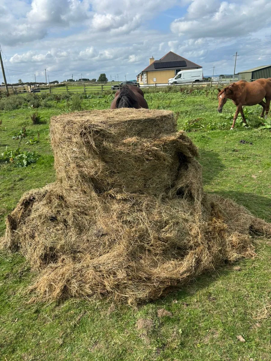 Haylage - Image 2