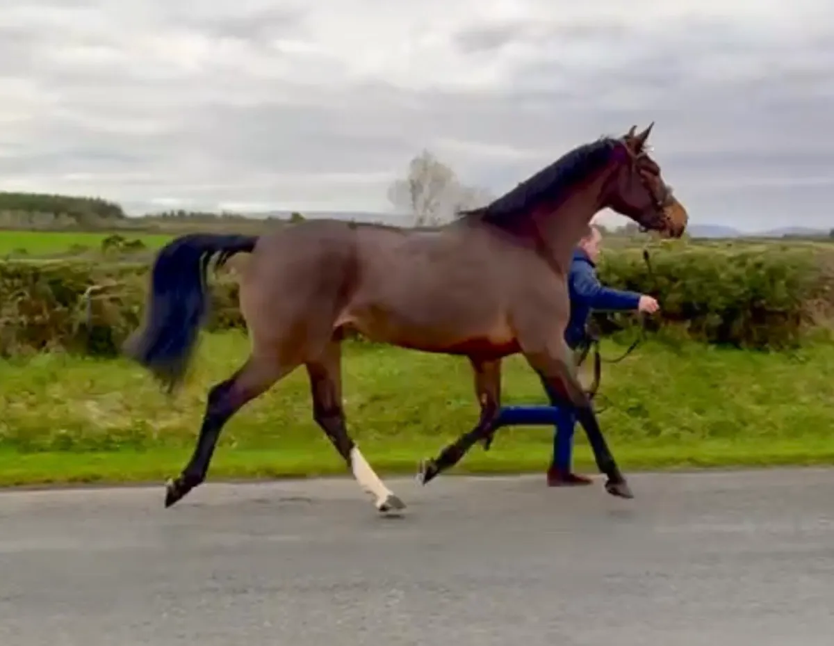 3yr old filly(Livello) - Image 1