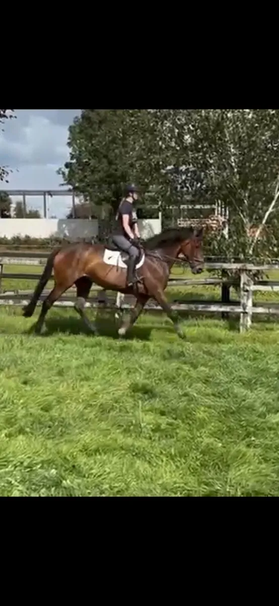 8year old 16.2h.h. Mare for Amateur/Eventing/etc - Image 1