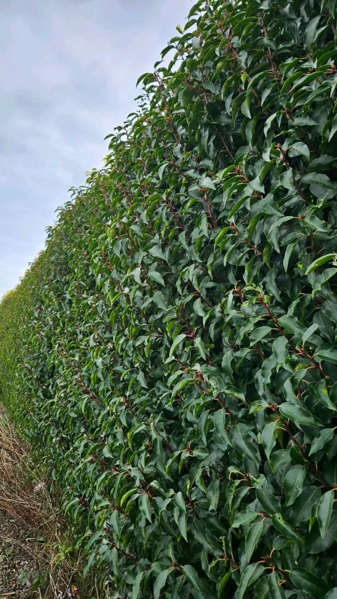 3 to 4ft Portuguese Laurel Hedging - Image 1