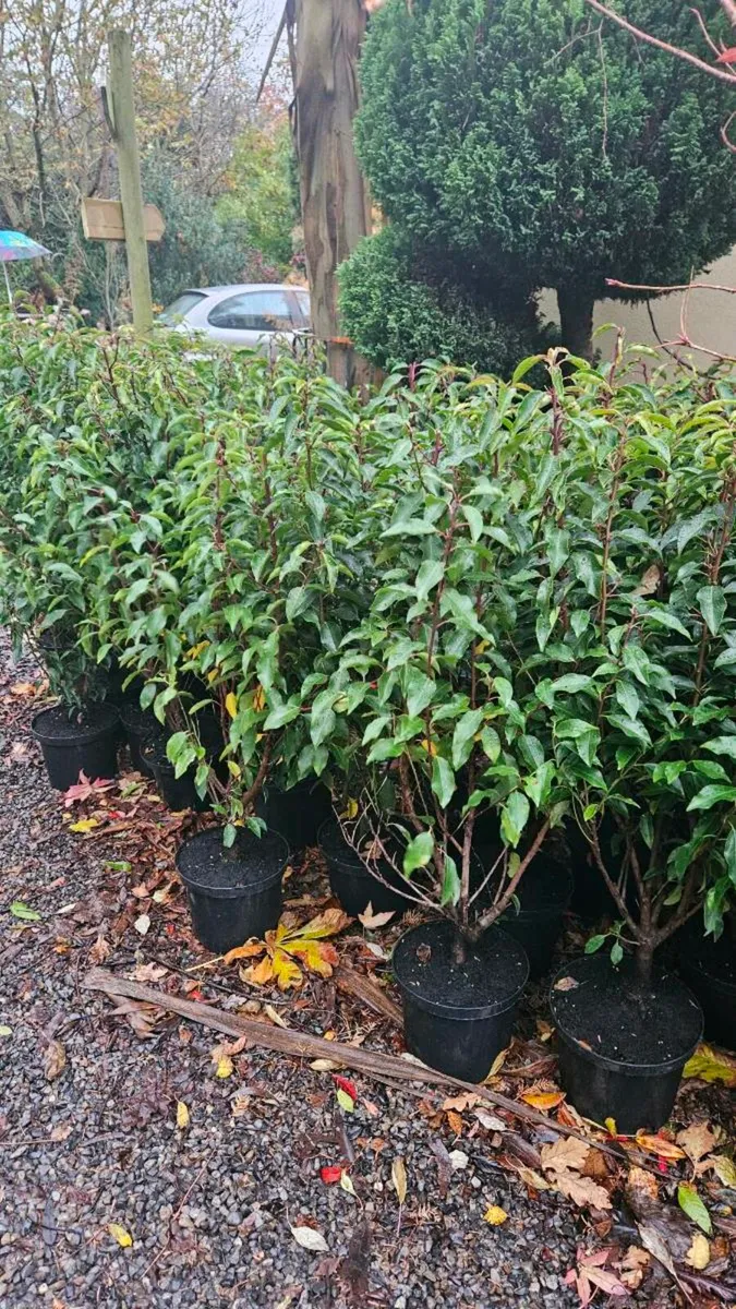 3 to 4ft Portuguese Laurel Hedging - Image 2