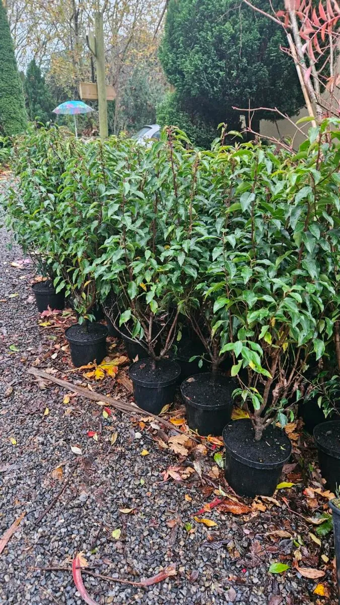 3 to 4ft Portuguese Laurel Hedging - Image 3