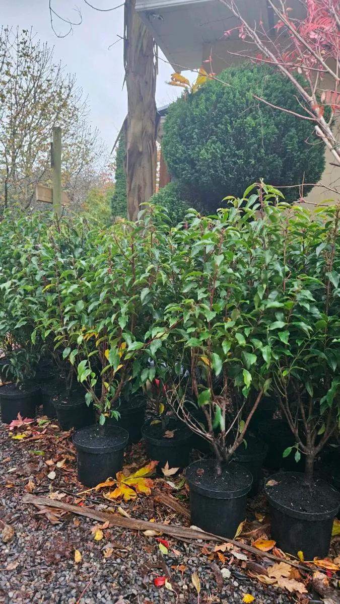 3 to 4ft Portuguese Laurel Hedging - Image 4