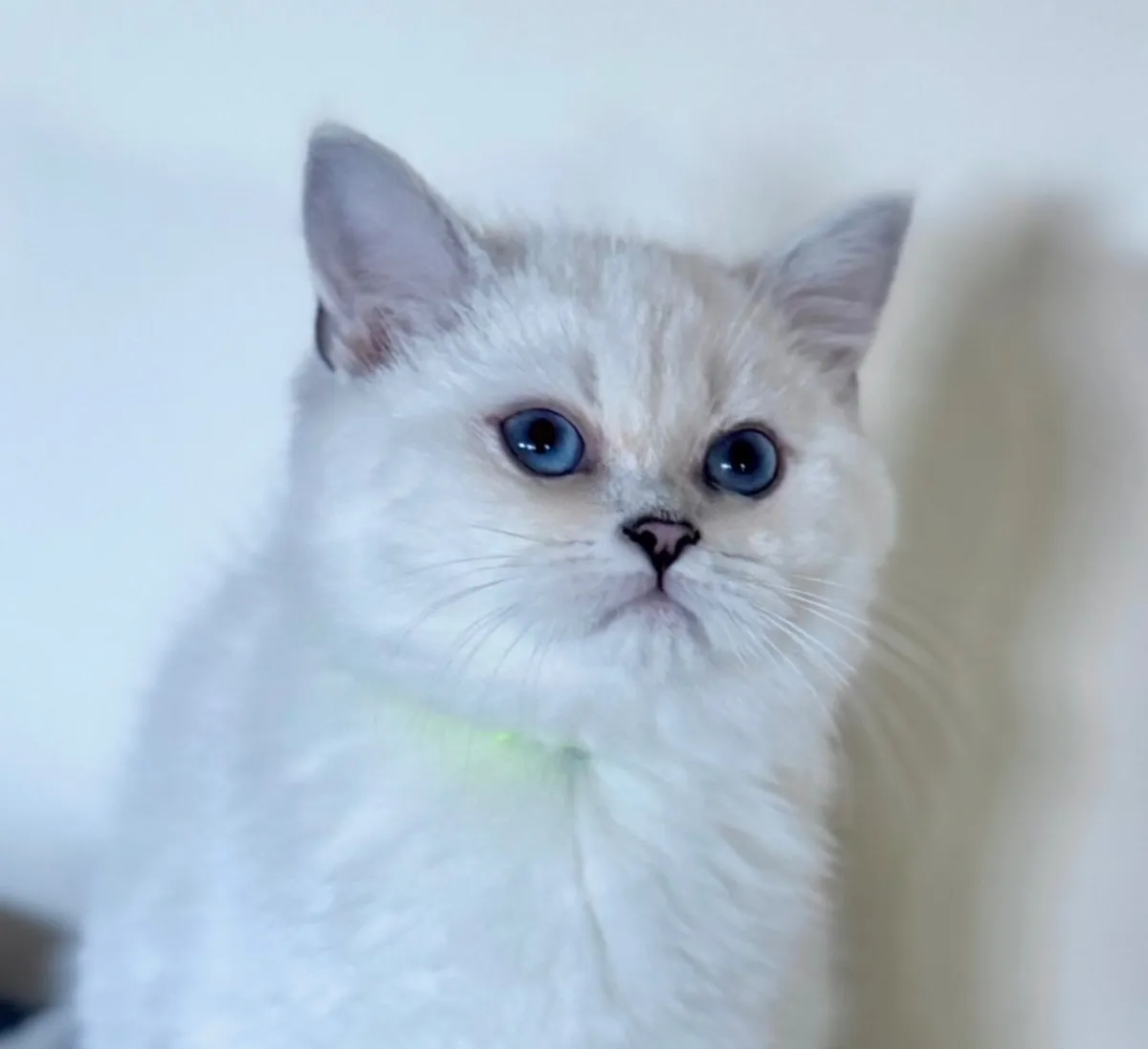 Pedigree British Shorthair & Longhair Kittens - Image 2