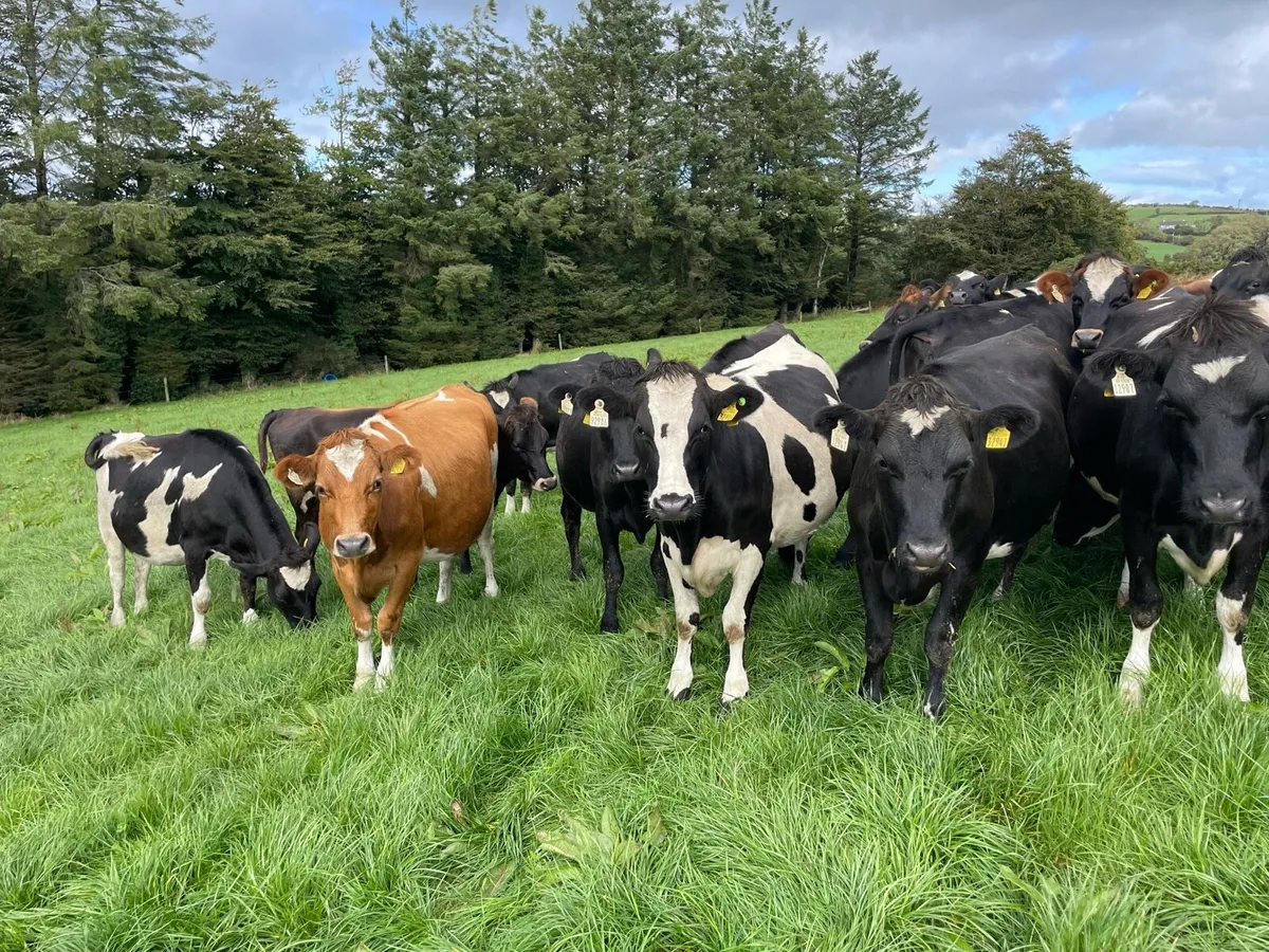 Part time worker for calving season 2026