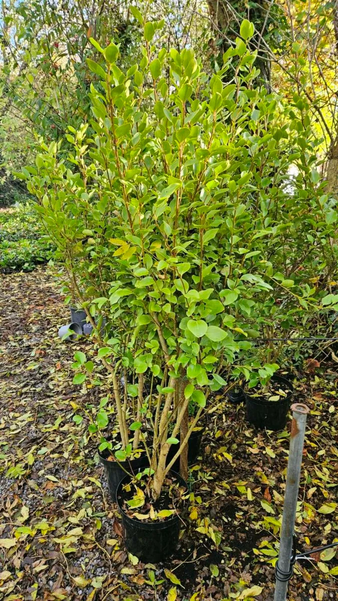 Very Tall Griselina Hedging - Image 2