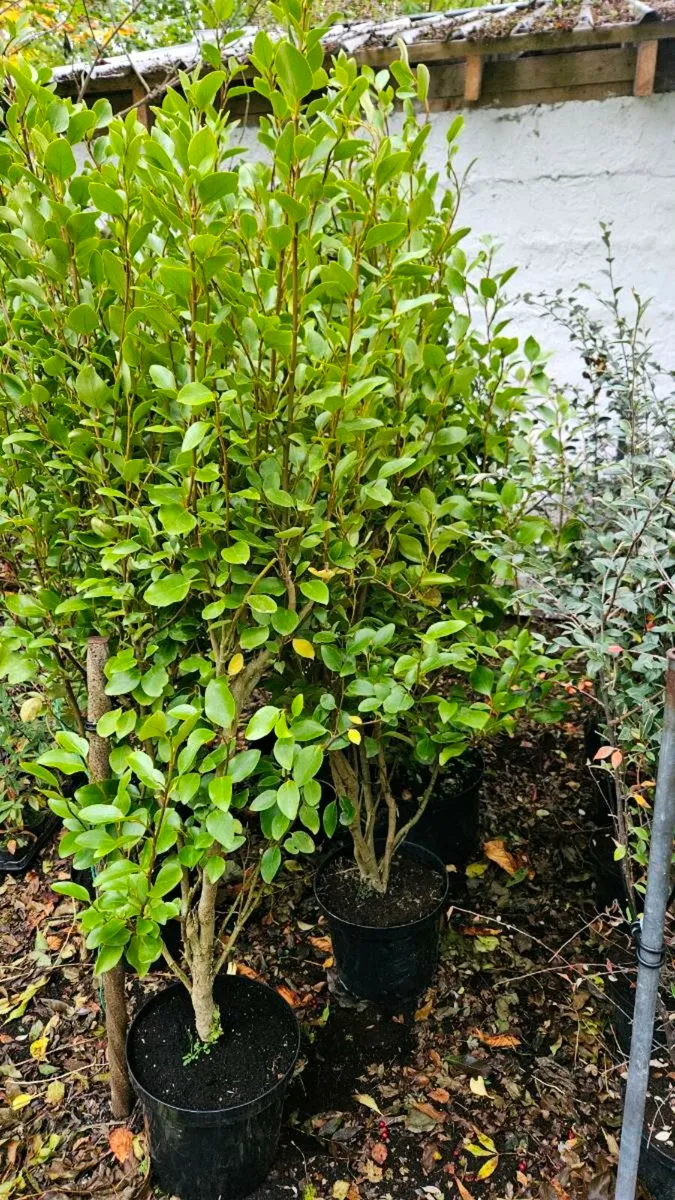 Very Tall Griselina Hedging - Image 3