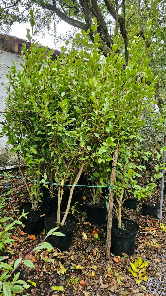 Very Tall Griselina Hedging - Image 4