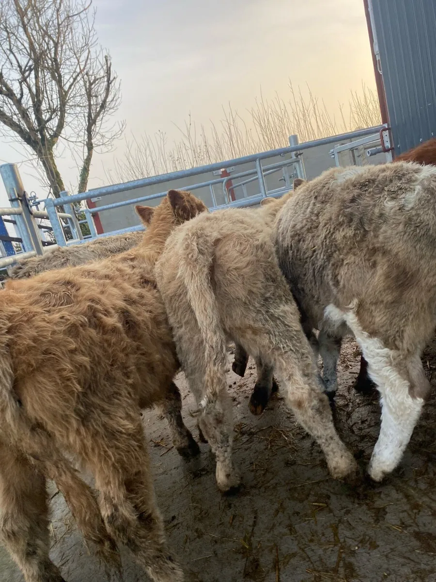 5 suckler bred heifer weanlings - Image 1