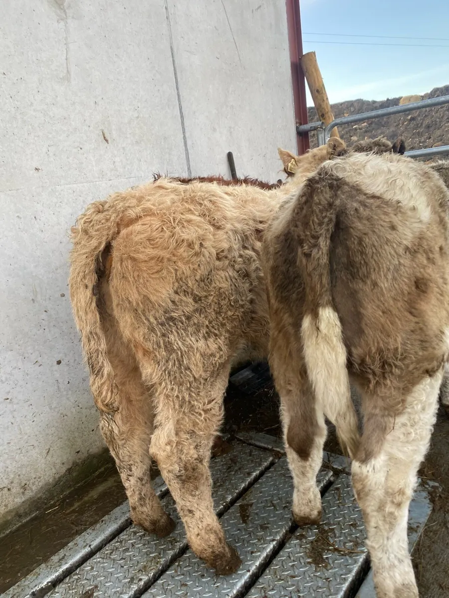 5 suckler bred heifer weanlings - Image 2
