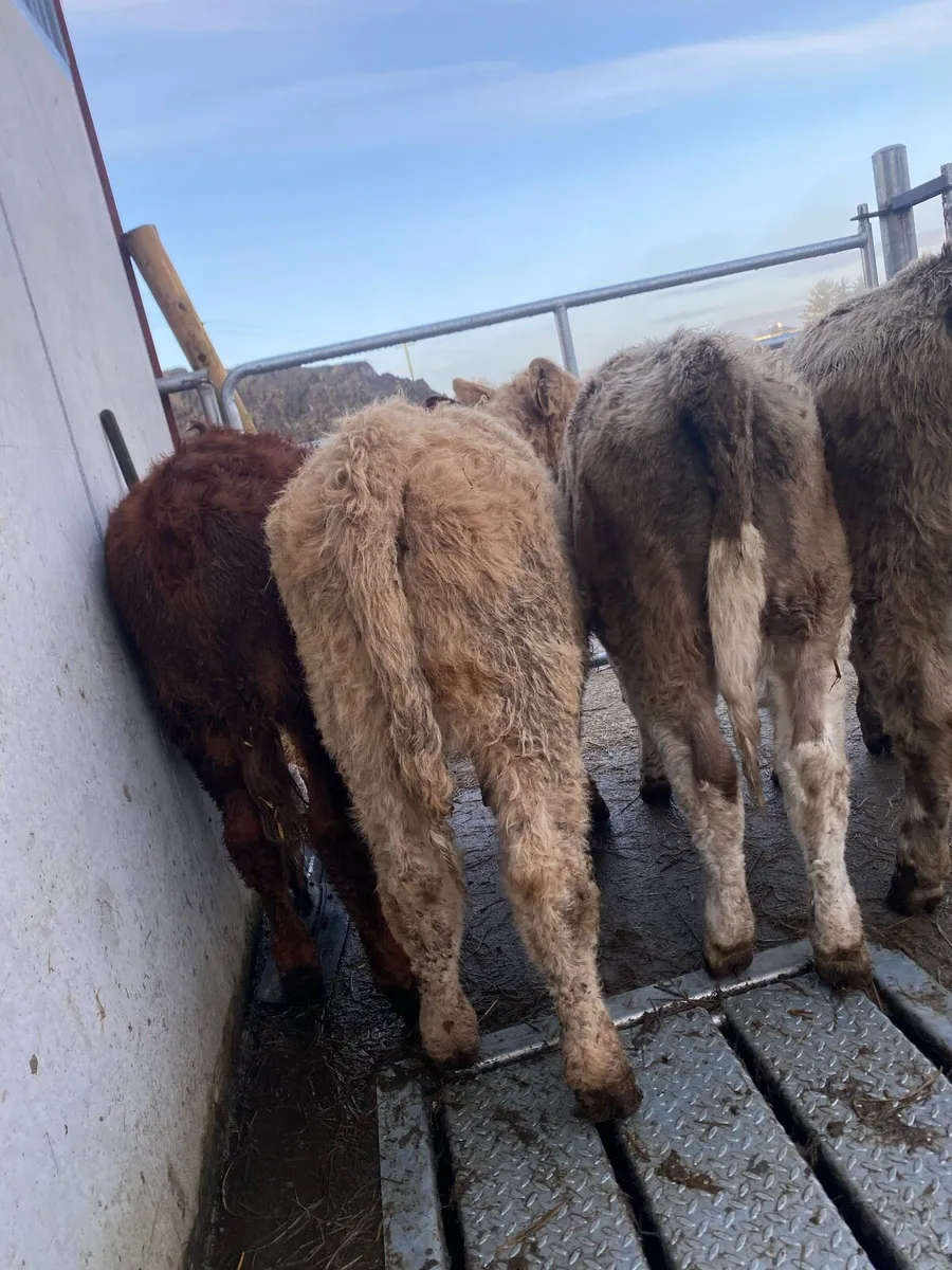 5 suckler bred heifer weanlings - Image 3