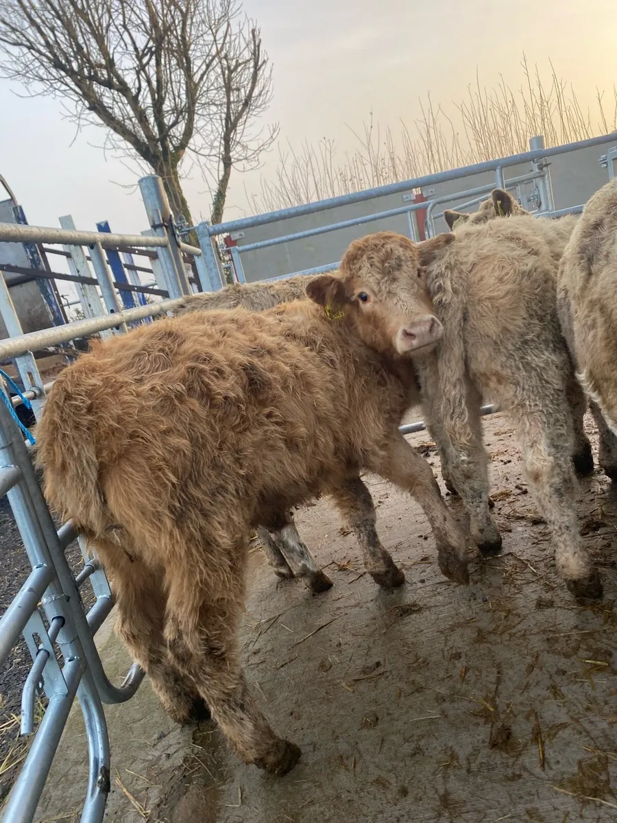 5 suckler bred heifer weanlings - Image 4