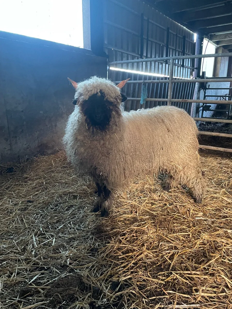 Valais Blacknose - Image 1