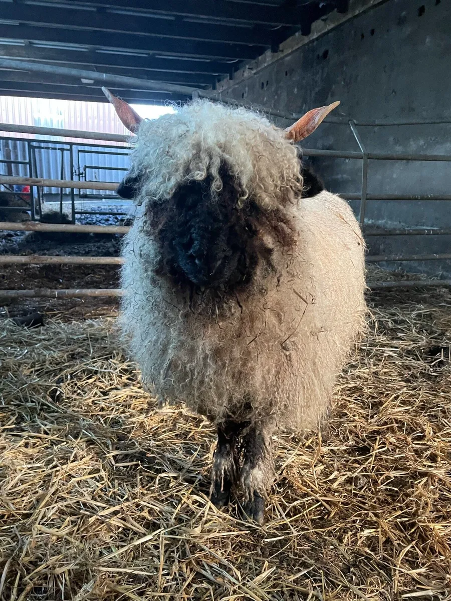 Valais Blacknose - Image 2