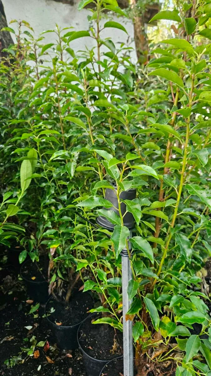 Very Tall Laurel Hedging - Image 2
