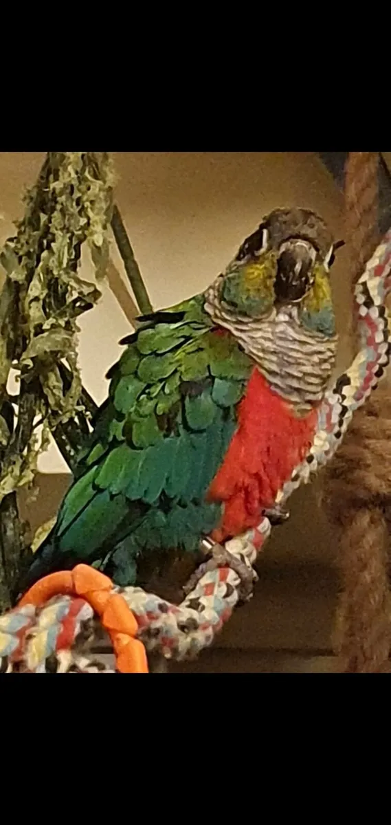 Crimson belly conure - Image 1