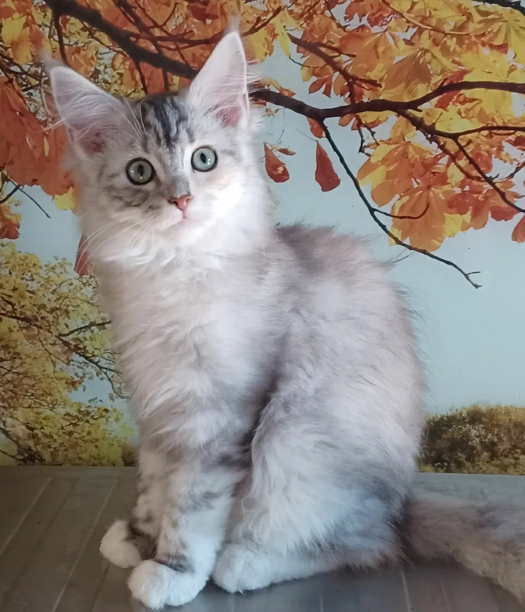 Pure breed Maine Coone kittens - Image 3