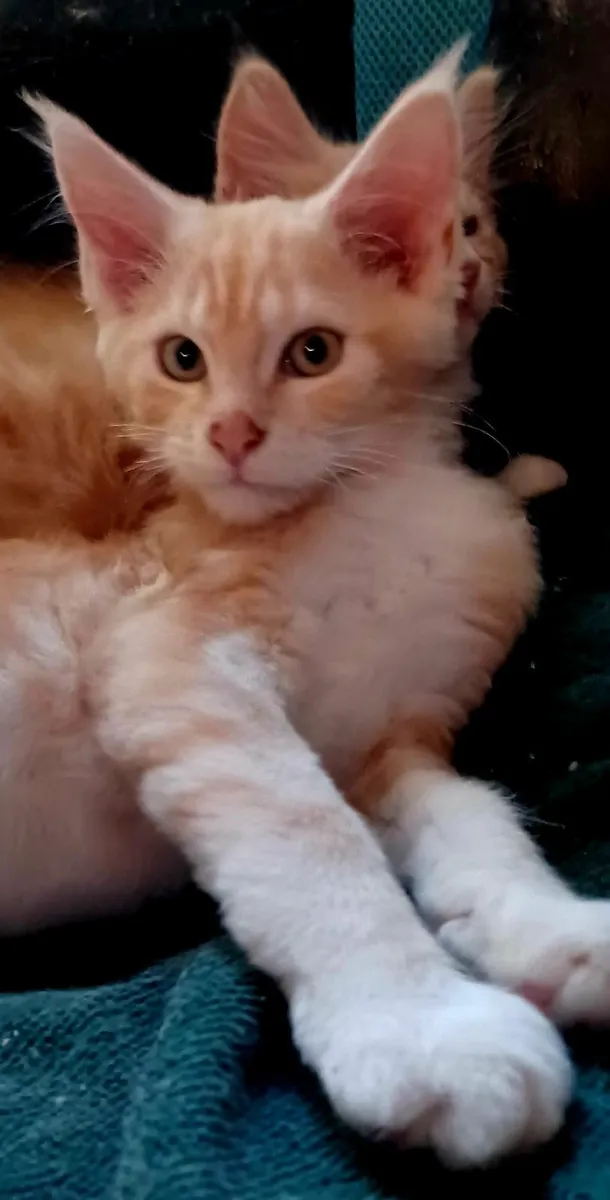 Pure breed Maine Coone kittens - Image 4