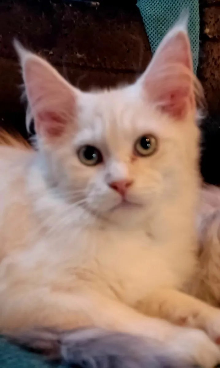 Pure breed Maine Coone kittens - Image 1