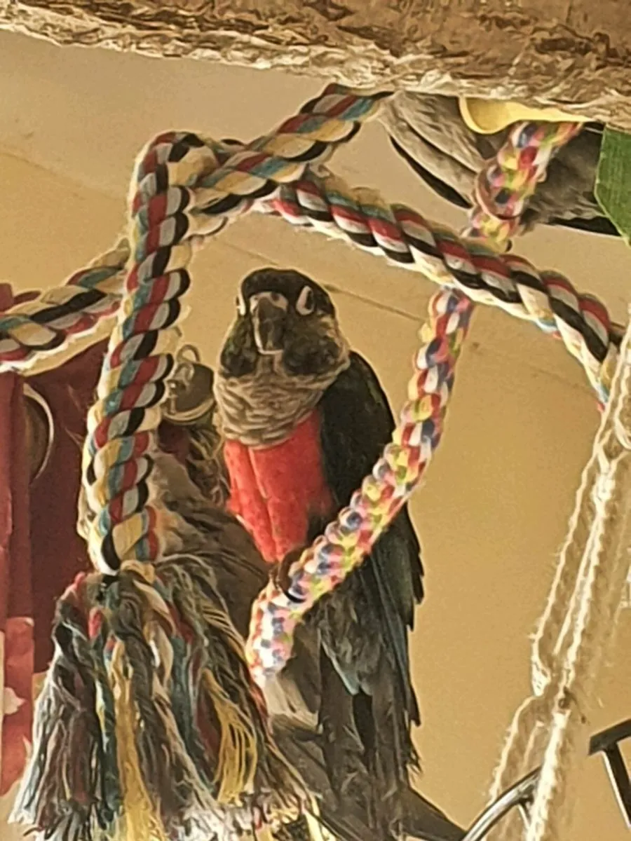 Crimson belly conure - Image 2