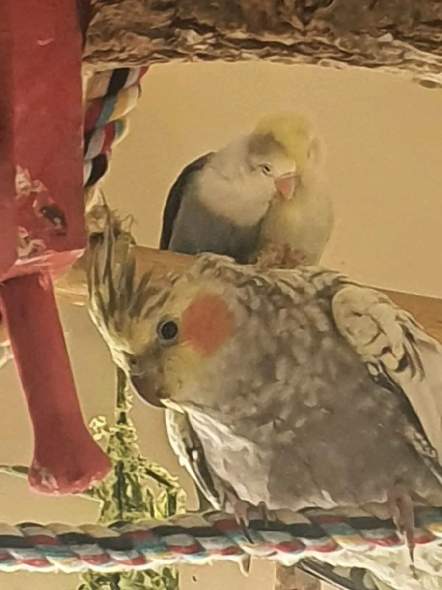 Crimson belly conure - Image 3