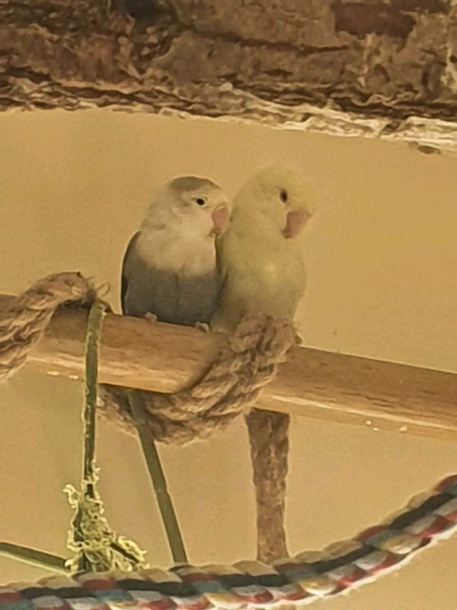 Crimson belly conure - Image 4