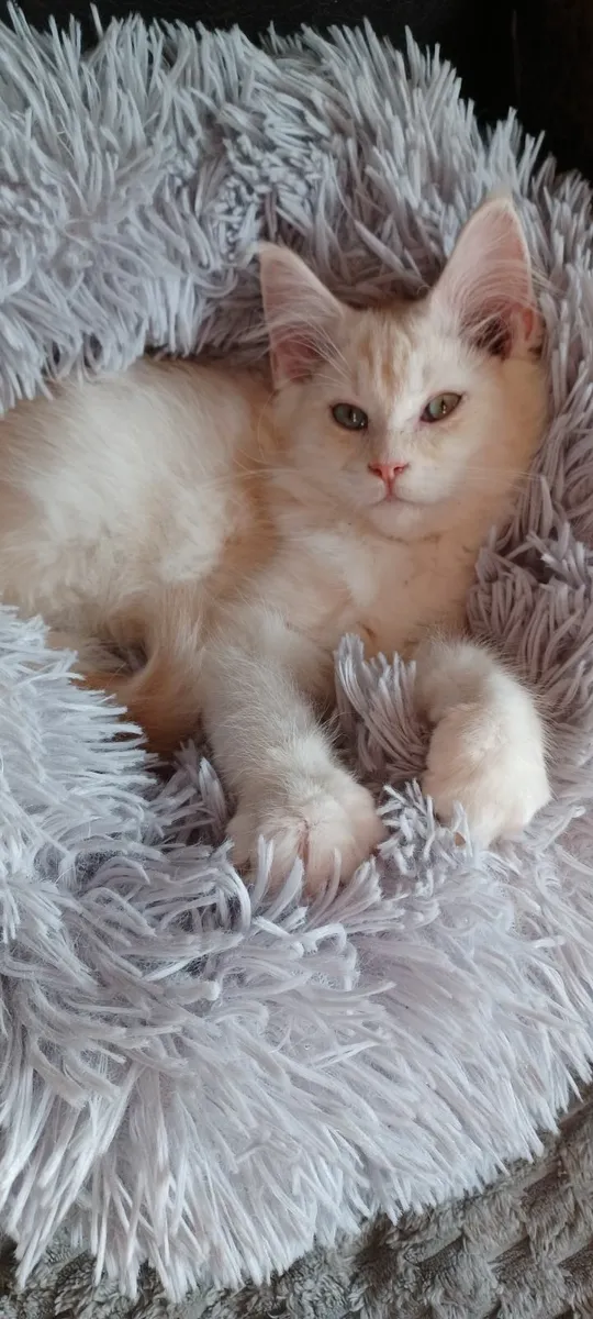 Pure breed Maine Coone kittens - Image 3