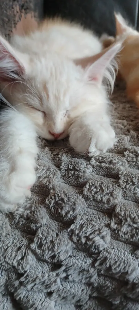 Pure breed Maine Coone kittens - Image 4