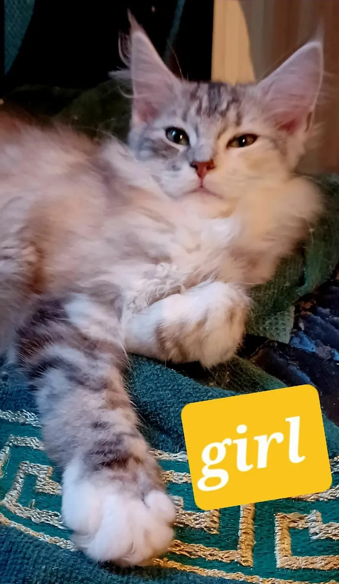 Pure breed Maine Coone kittens - Image 2