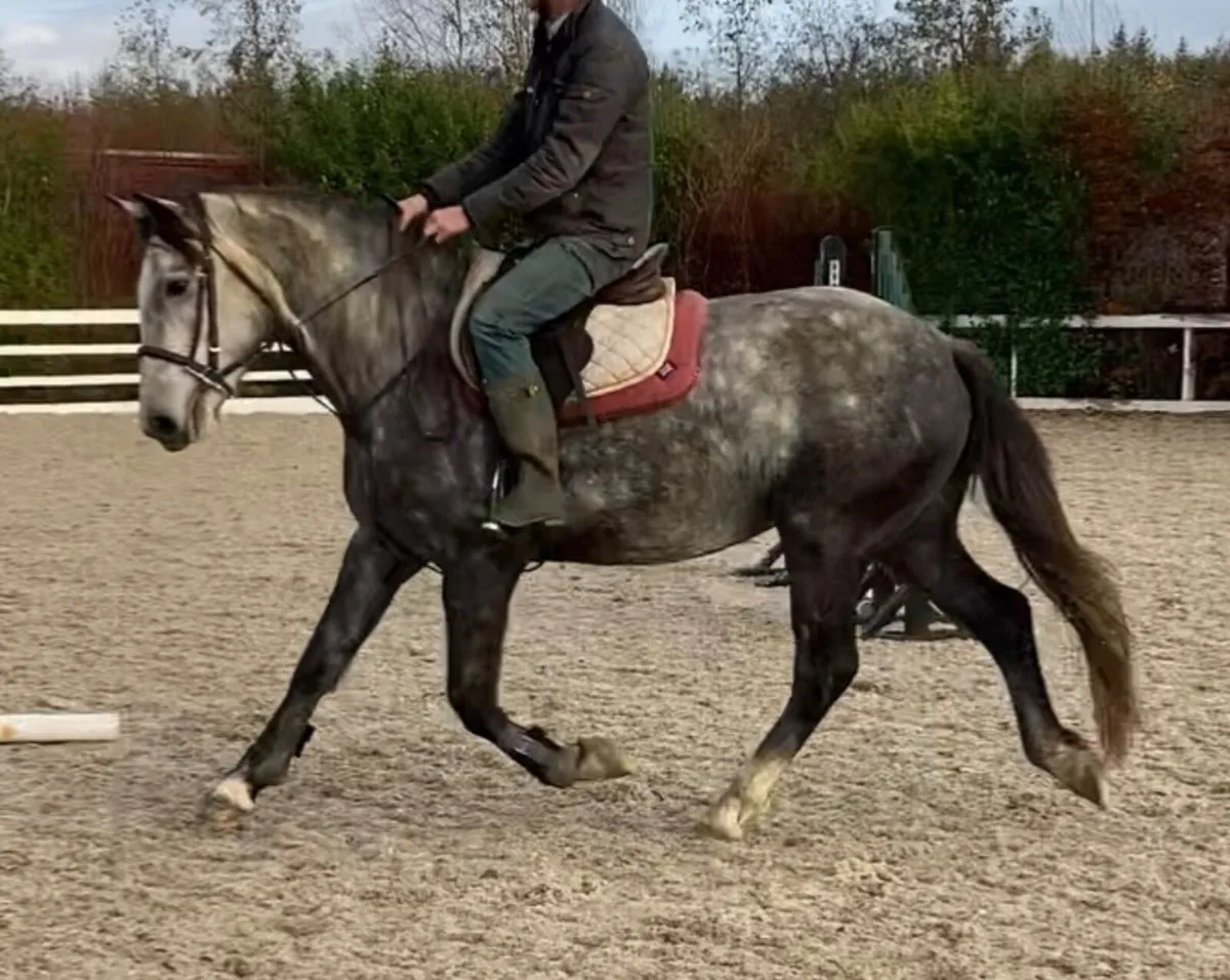 RID Perfect Allrounder/Mother Daughter Share - Image 2