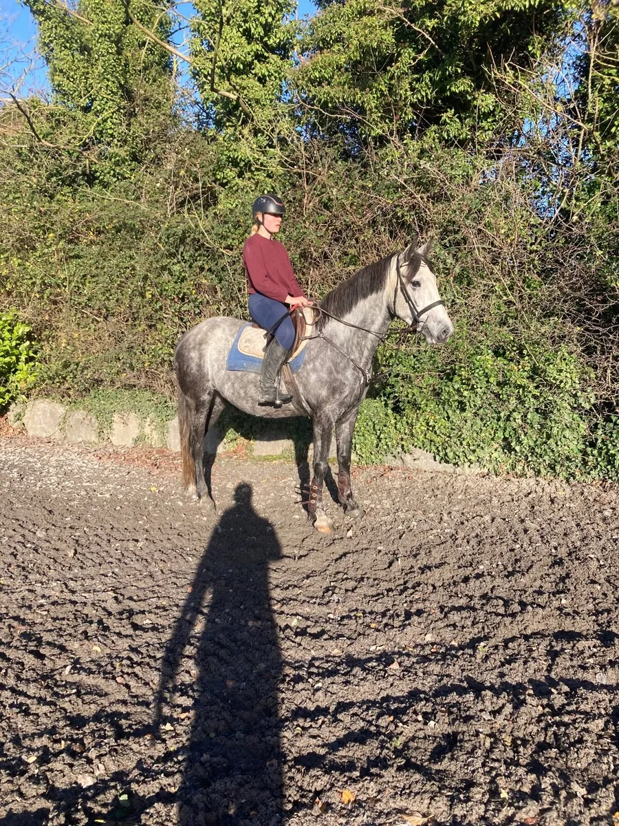 RID Perfect Allrounder/Mother Daughter Share - Image 3