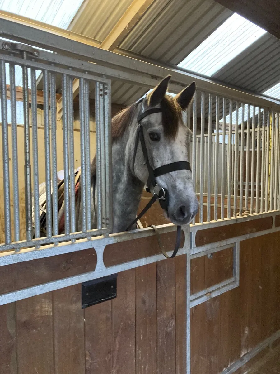 RID Perfect Allrounder/Mother Daughter Share - Image 1