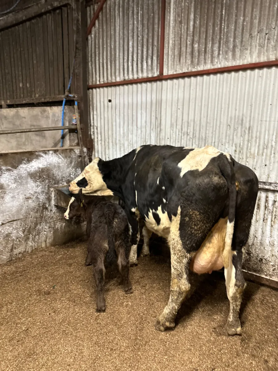 Fkv cow and calve - Image 3