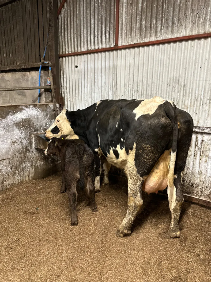 Fkv cow and calve - Image 4