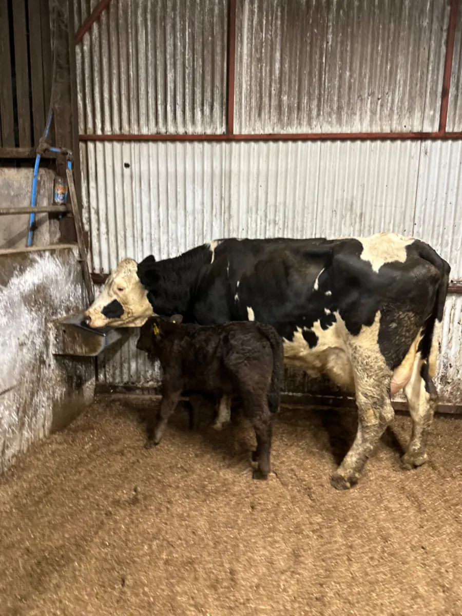 Fkv cow and calve - Image 2