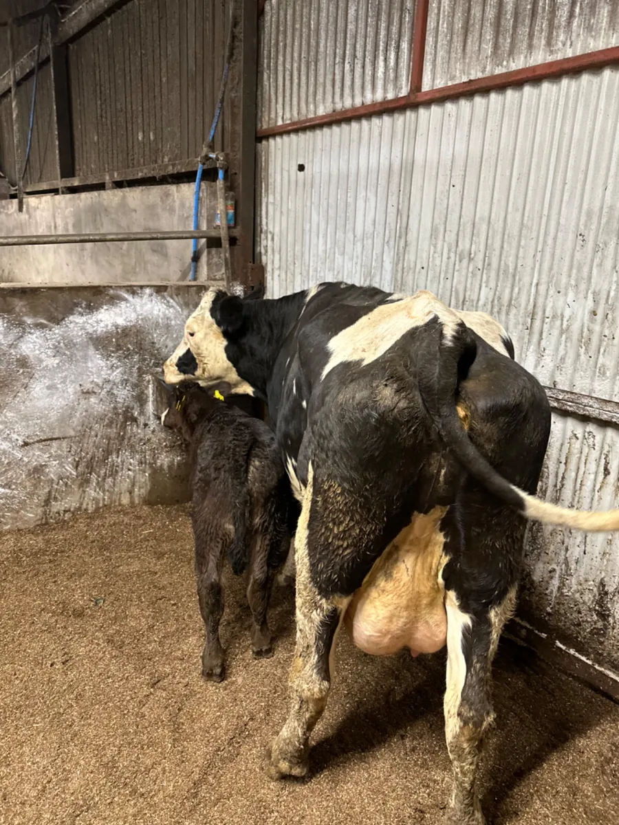 Fkv cow and calve - Image 1