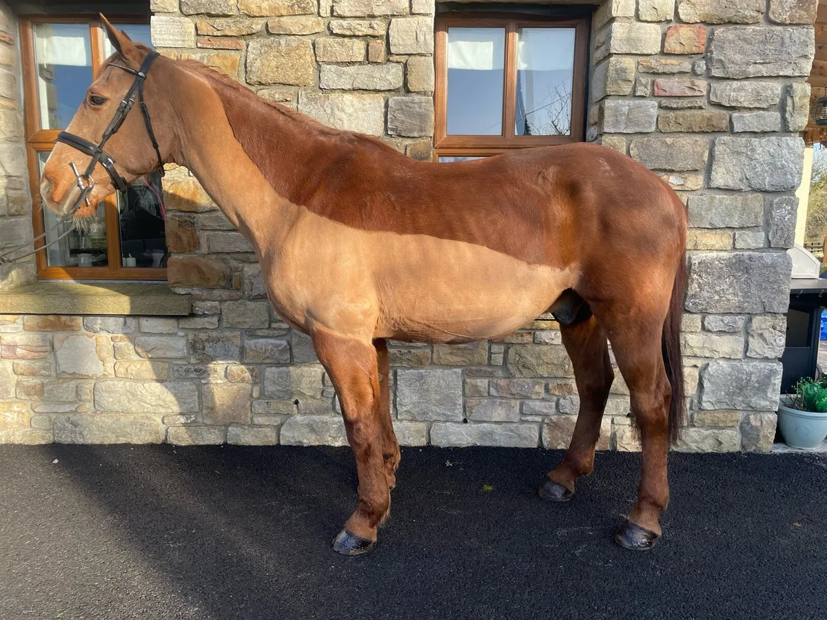 Irish Draft allrounder - Image 3