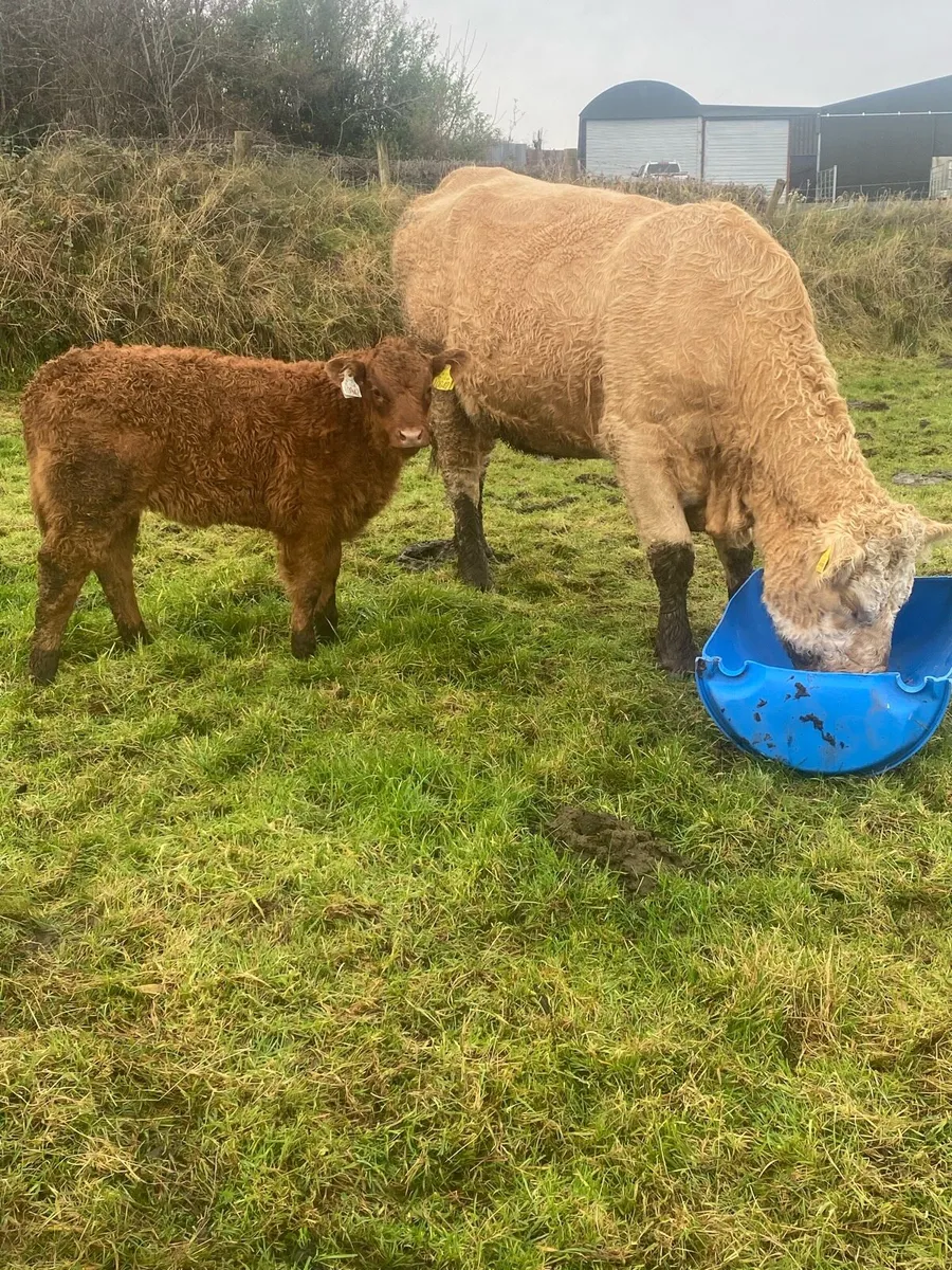 Cow and calf - Image 1