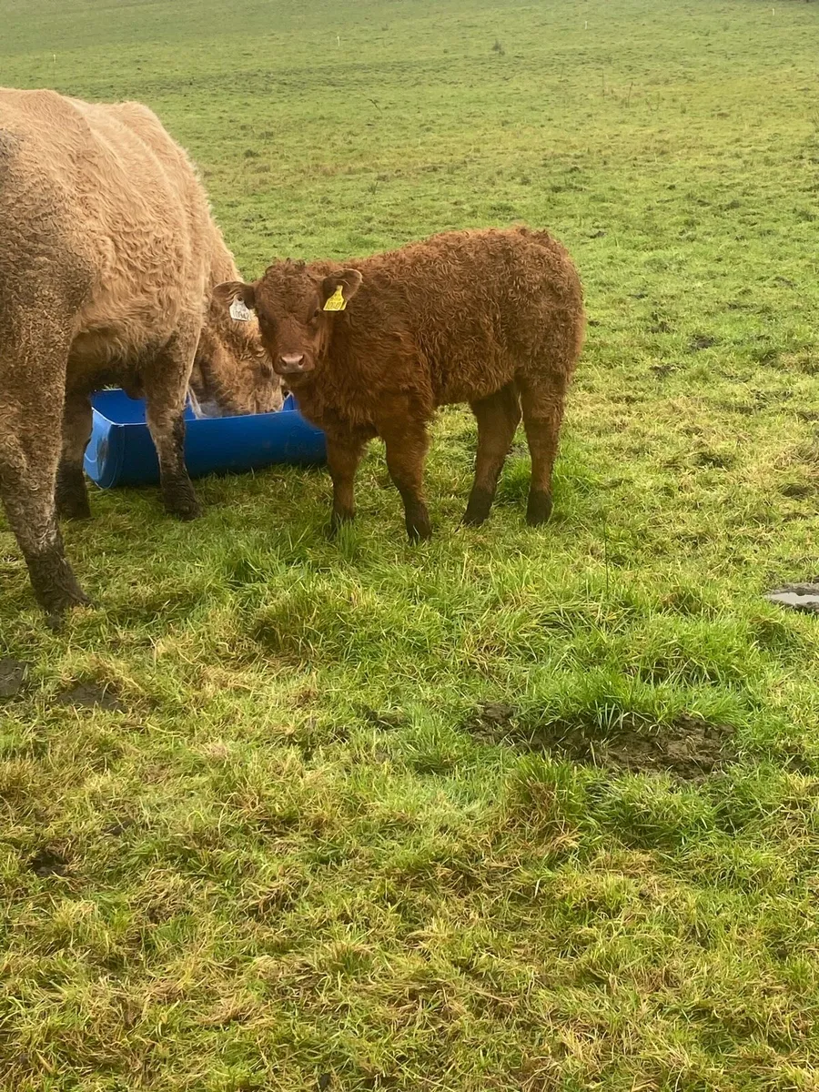 Cow and calf - Image 3