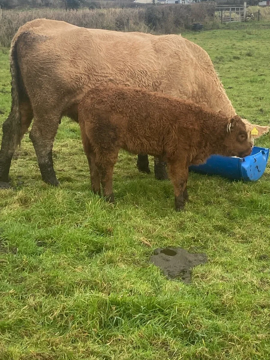 Cow and calf - Image 4