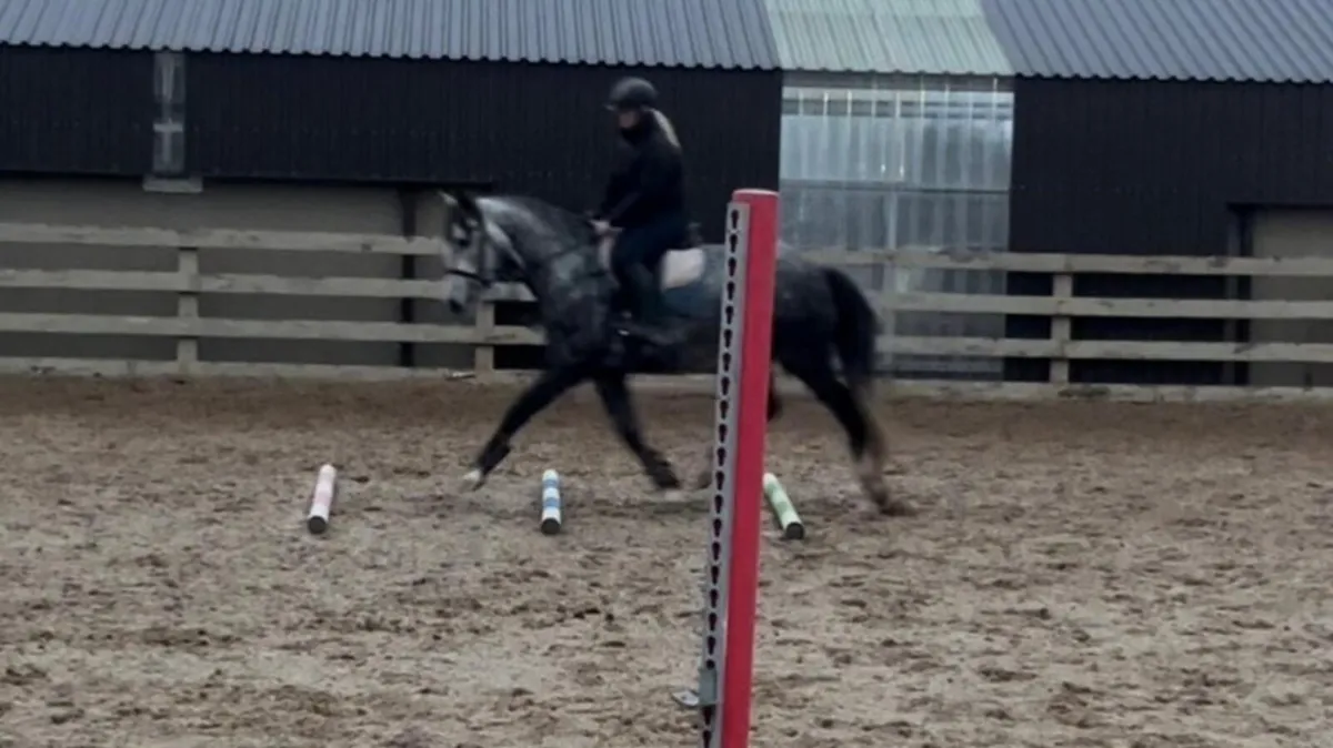 RID Perfect Allrounder/Mother Daughter Share - Image 4