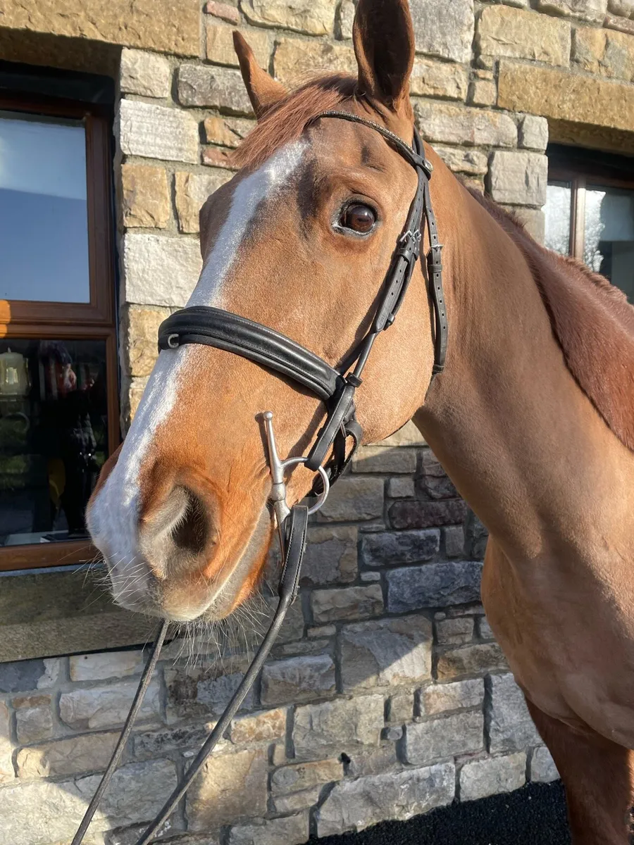 Irish Draft allrounder - Image 2