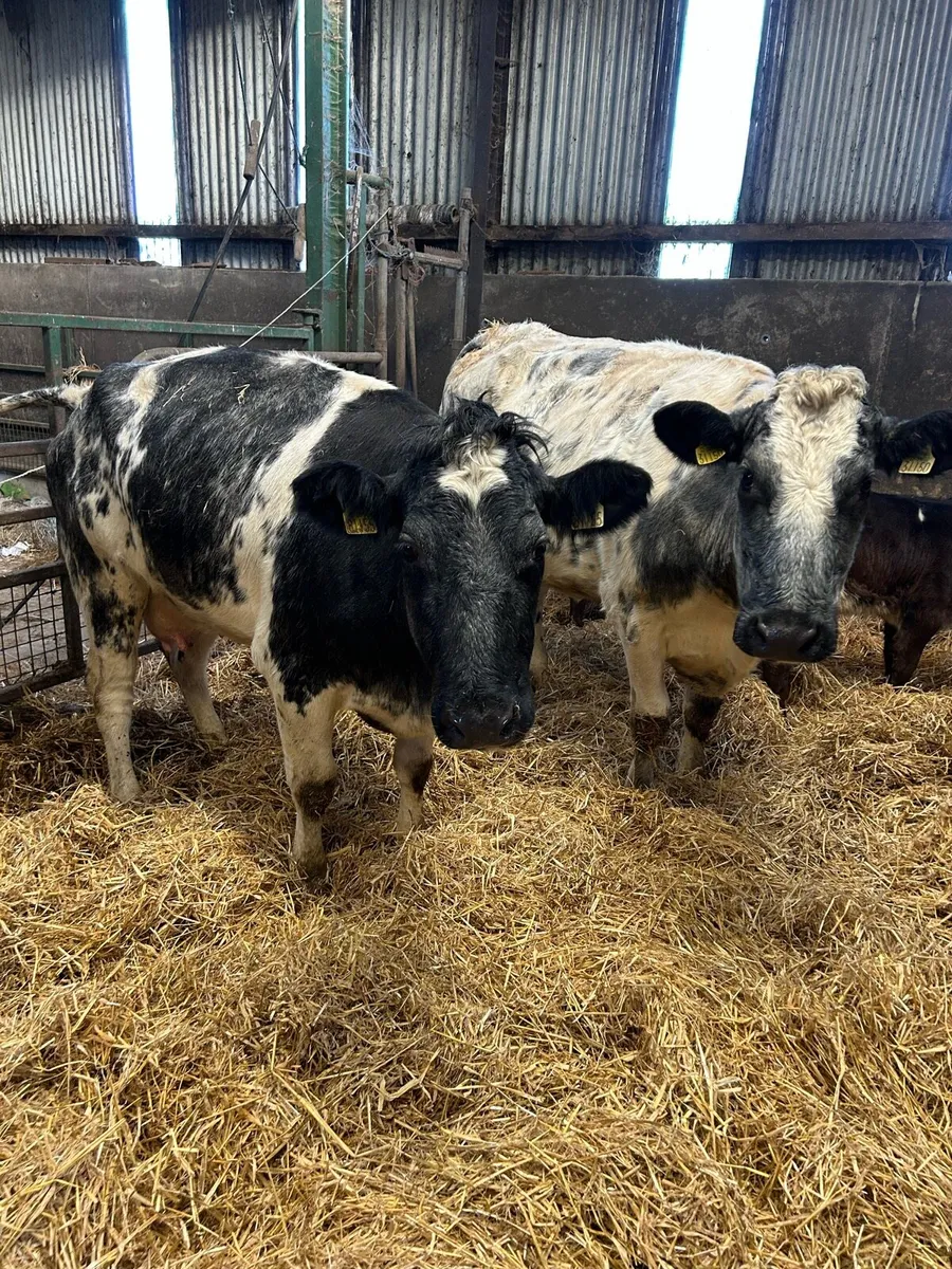 2 BBX heifers with LM calves at foot - Image 1