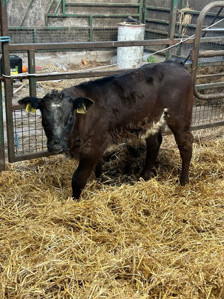 2 BBX heifers with LM calves at foot - Image 2