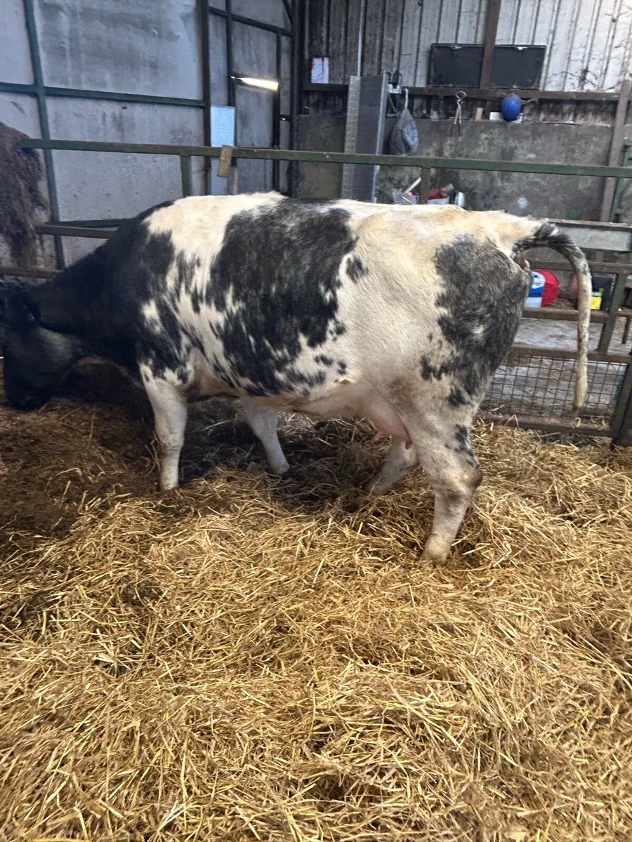 2 BBX heifers with LM calves at foot - Image 3