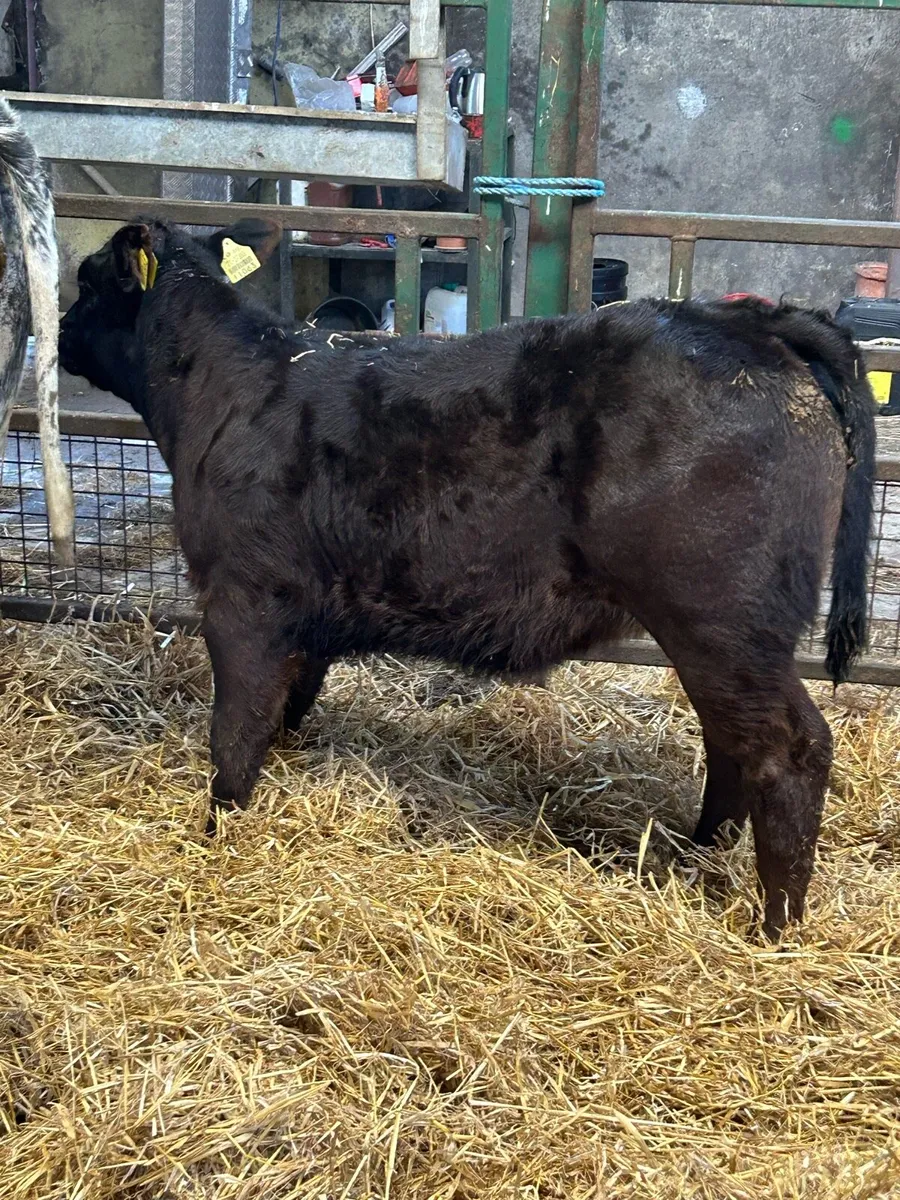2 BBX heifers with LM calves at foot - Image 4