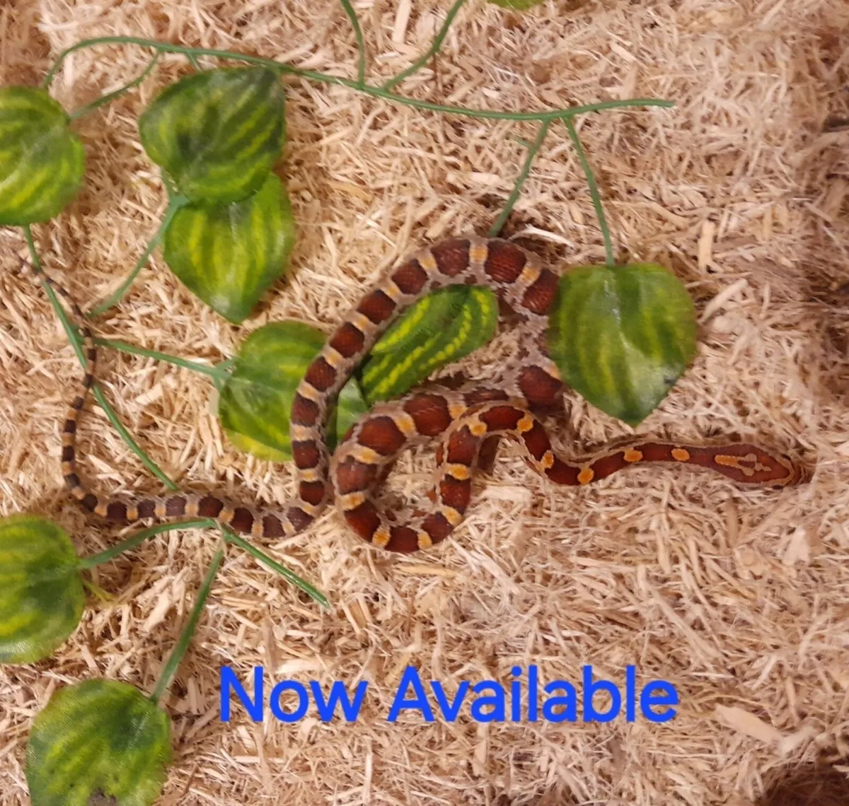 Corn Snakes 🐍 - Image 1